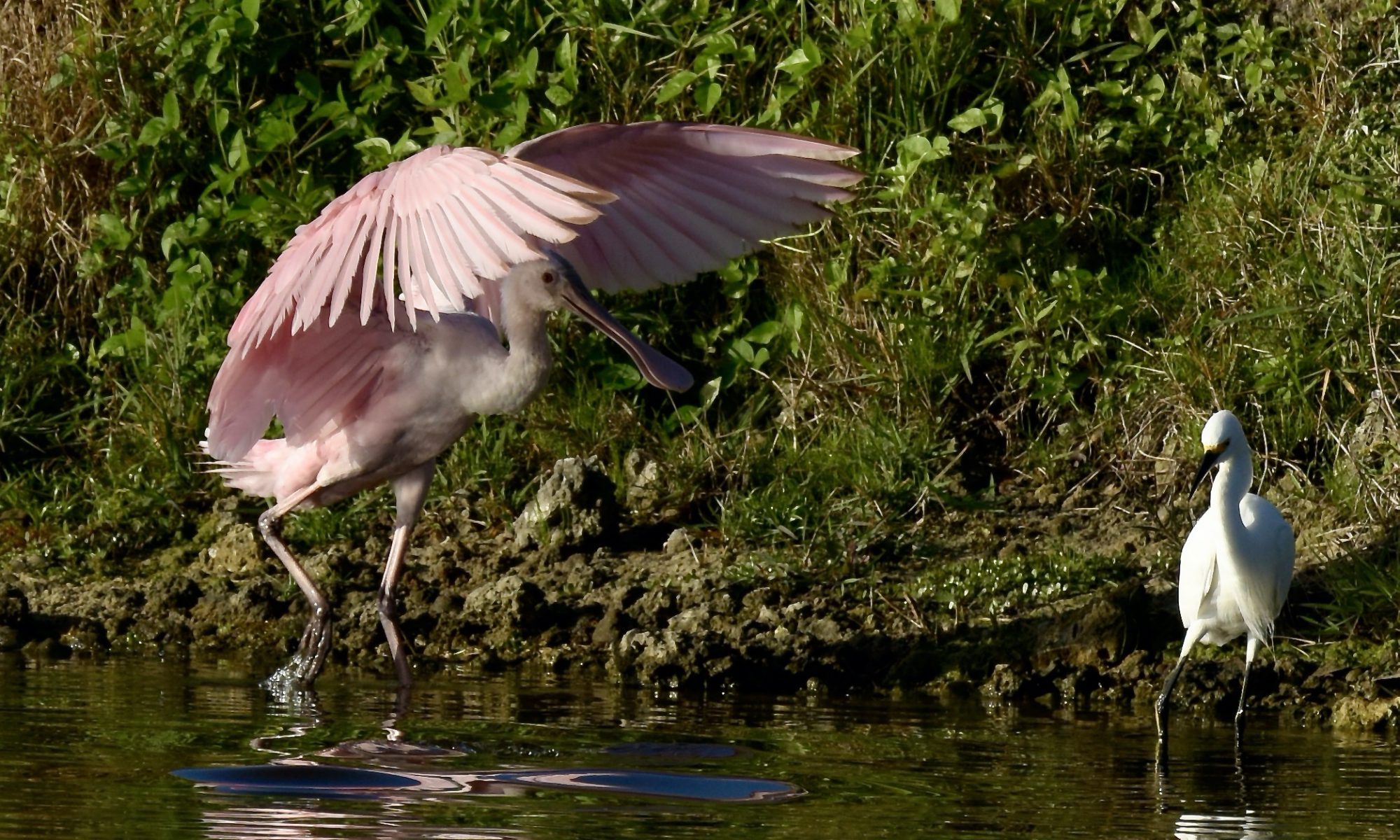 Roseatte Spoonbill