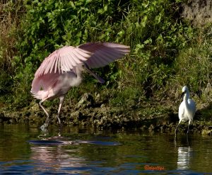 Roseatte Spoonbill