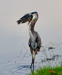 Great Blue Heron