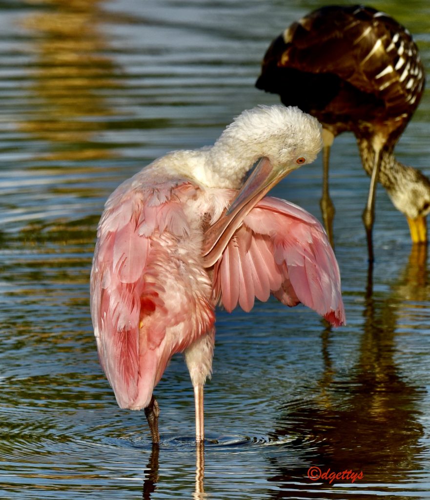 Roseate Spoonbill