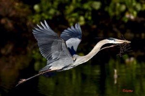 Great Blue Heron