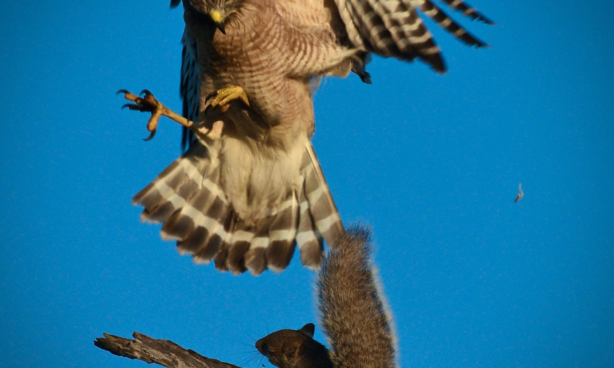 hawk and squirrel