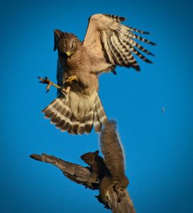 hawk and squirrel
