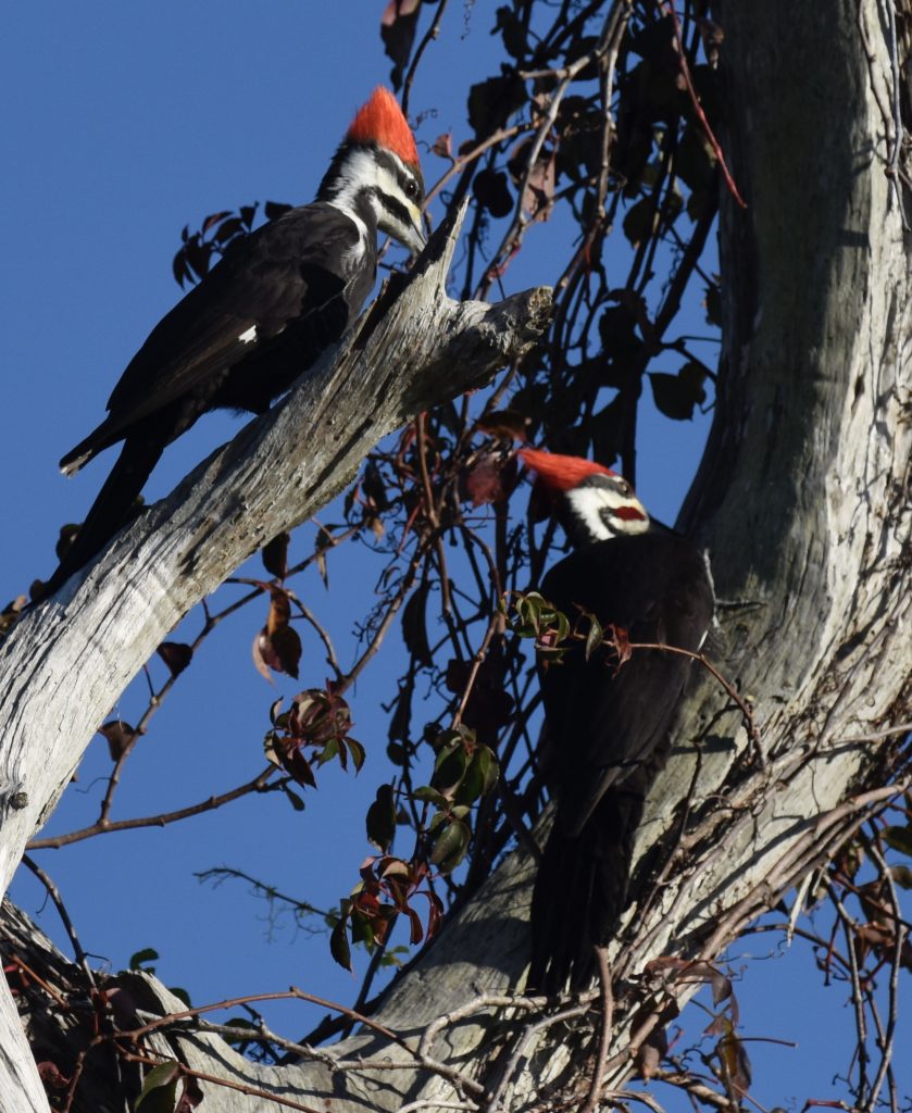 pileated woodpeckers
