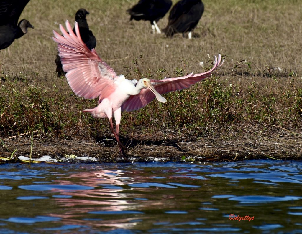 Roseate spoonbill